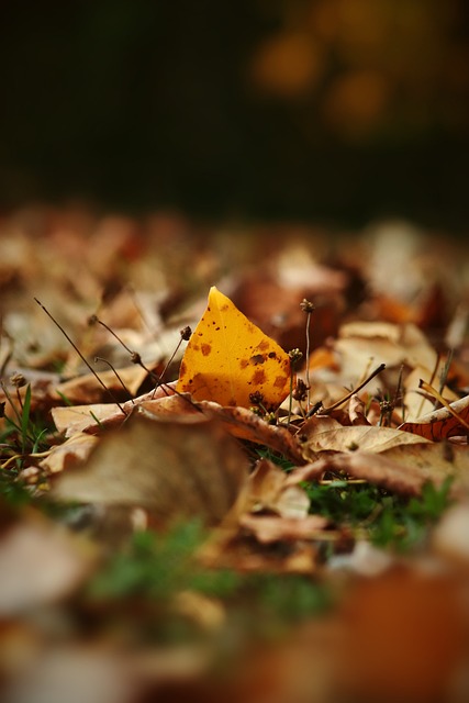 球队都梦寐 球队都梦寐